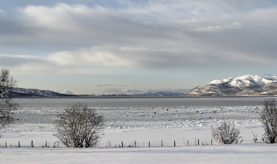 From Senja