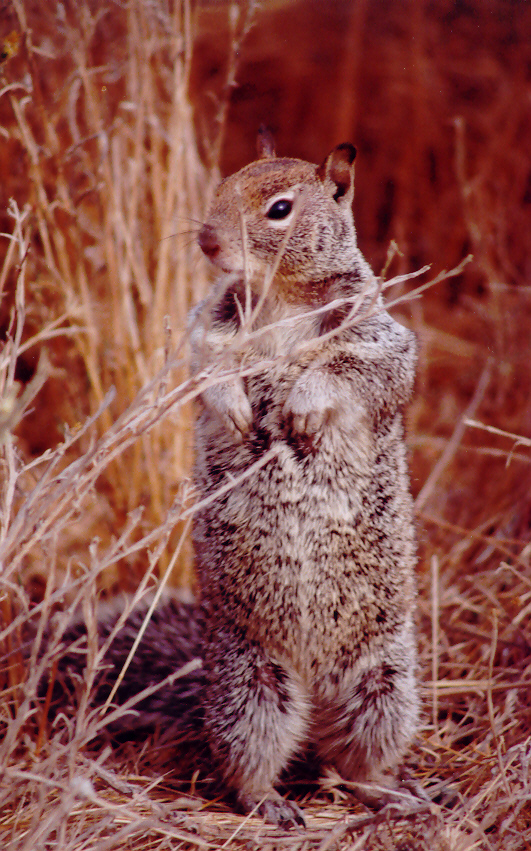 Beechy Ground Squirrel.jpg
