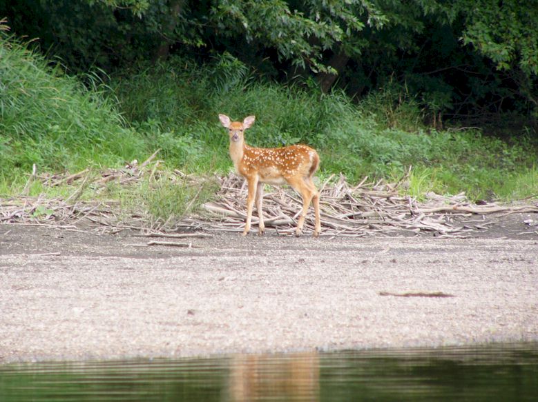 Fawn by River