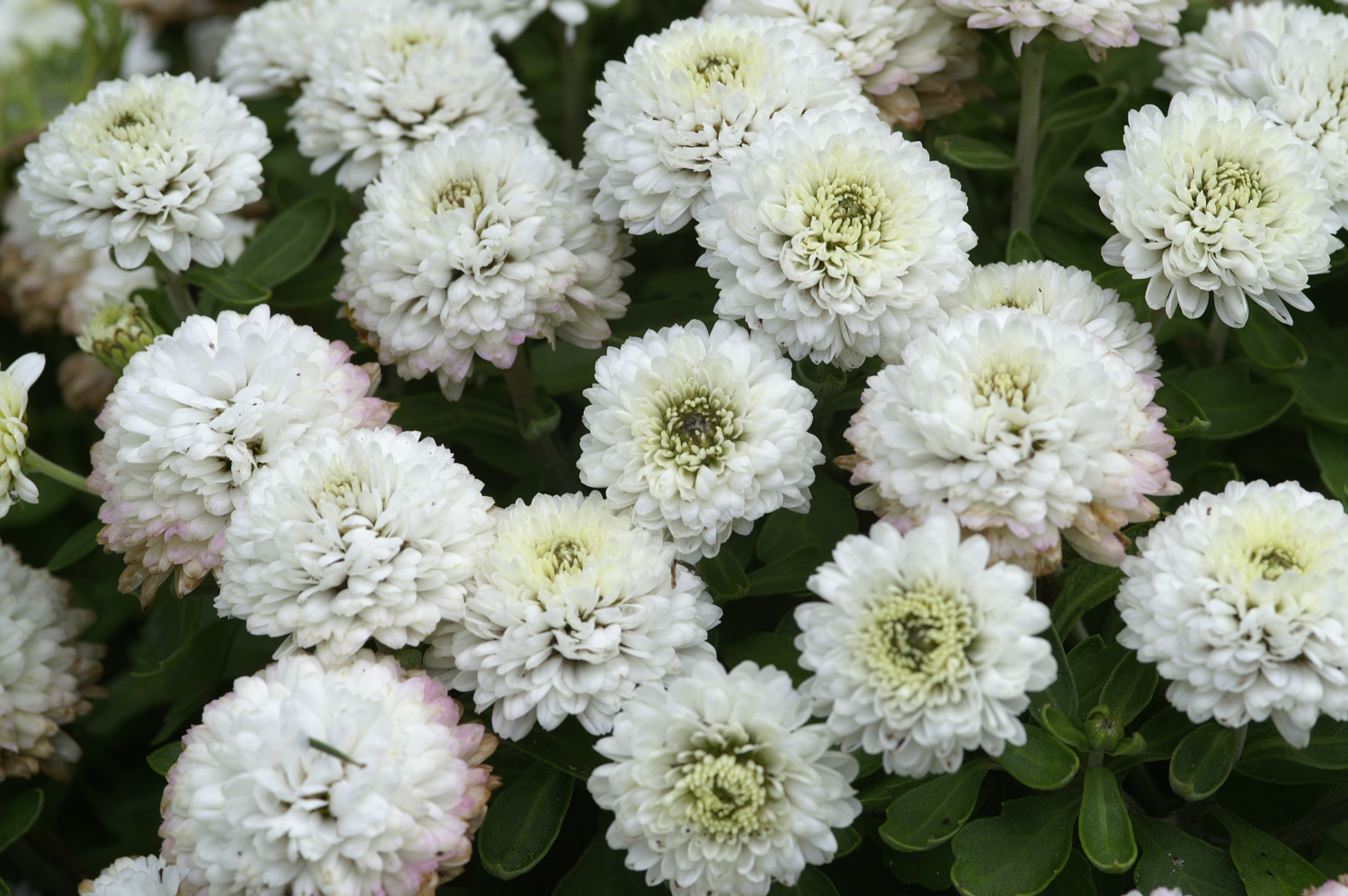Chrysanthemums