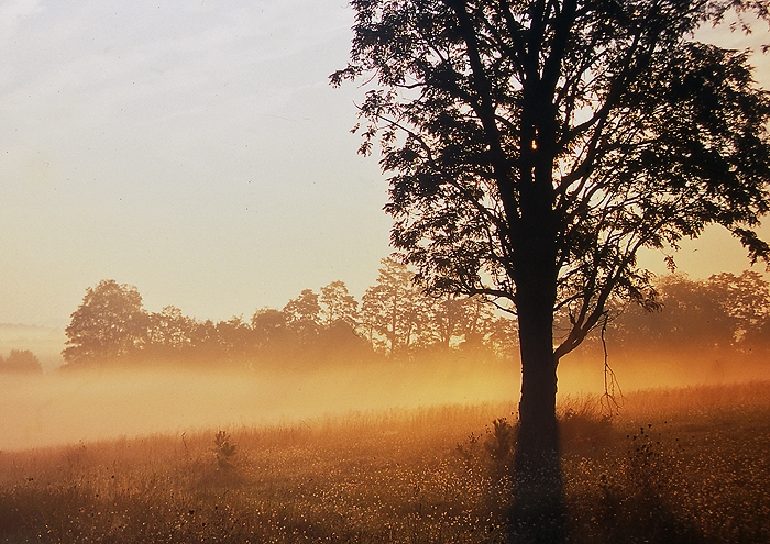 Morning Fog: Blacksburg