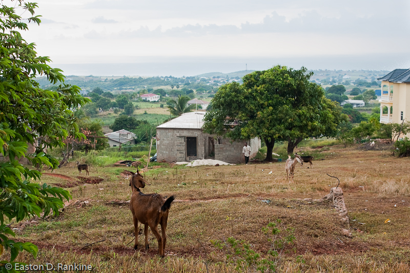 Goats in Flagaman