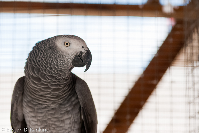 Caged IV