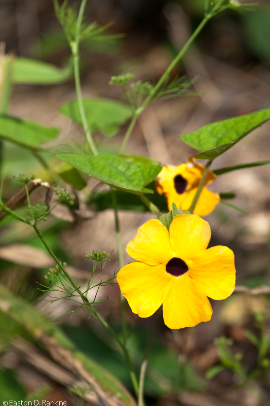 Blacked Eyed Susan (Thunbergia alata)
