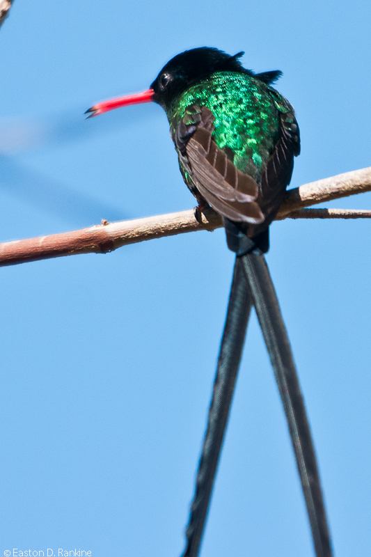 Doctor Bird (Streamertail Humming Bird)