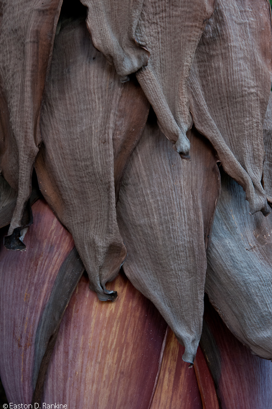 Banana Flower  II