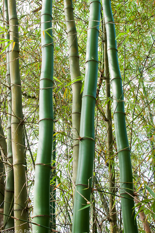 Bamboo