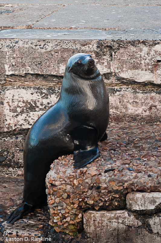 Sea Lion I, Kalk Bay Harbour