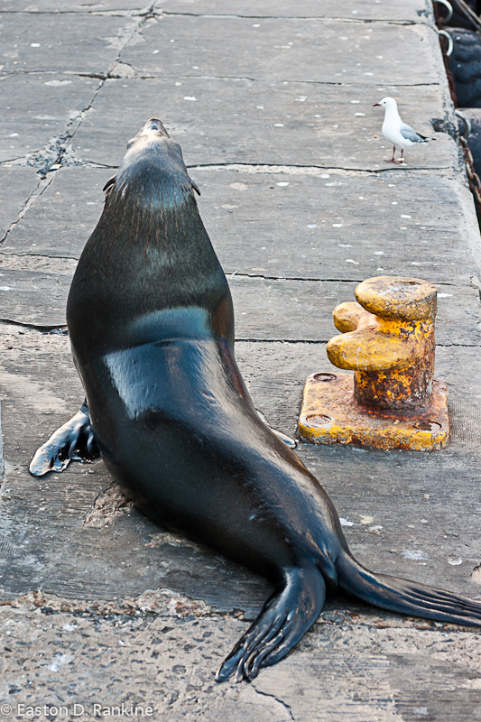 Sea Lion II, Kalk Bay Harbour