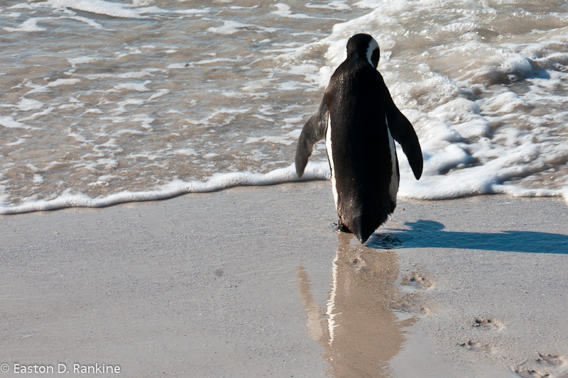 African Penguins III, Boulders Beach