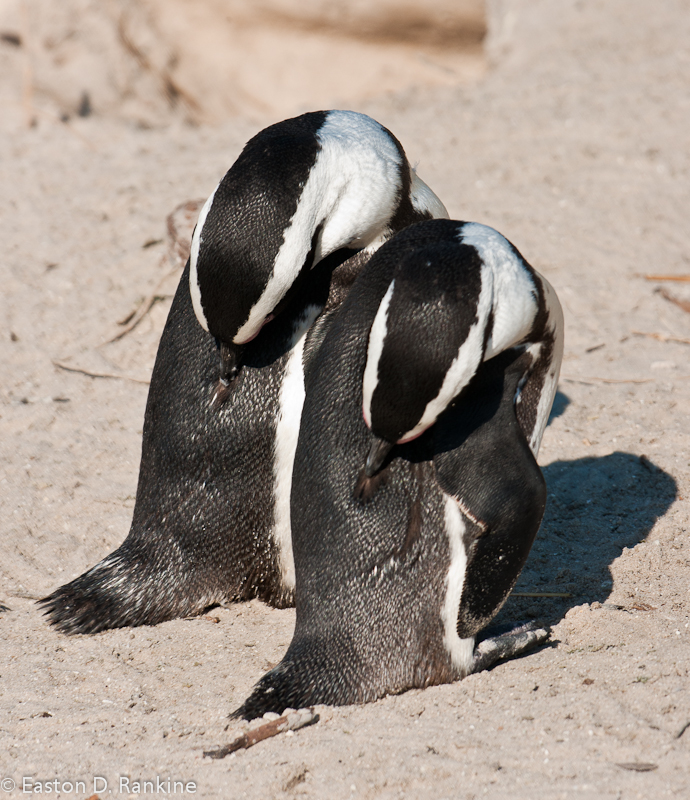 African Penguins VI, Boulders Beach