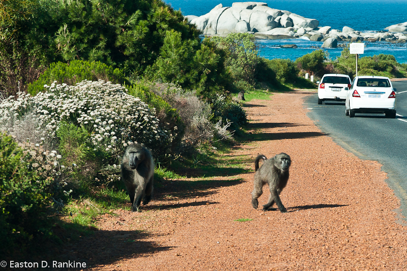 Baboon I, Millers Point Road