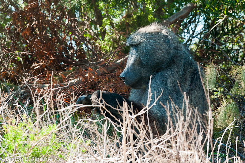 Baboon, Millers Point Road