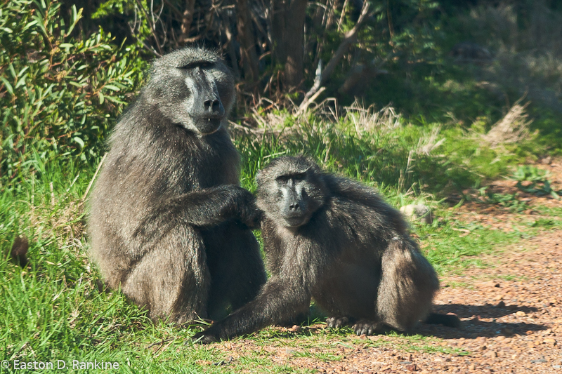 Baboon II, Millers Point Road