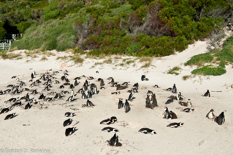 African Penguins, Boulders