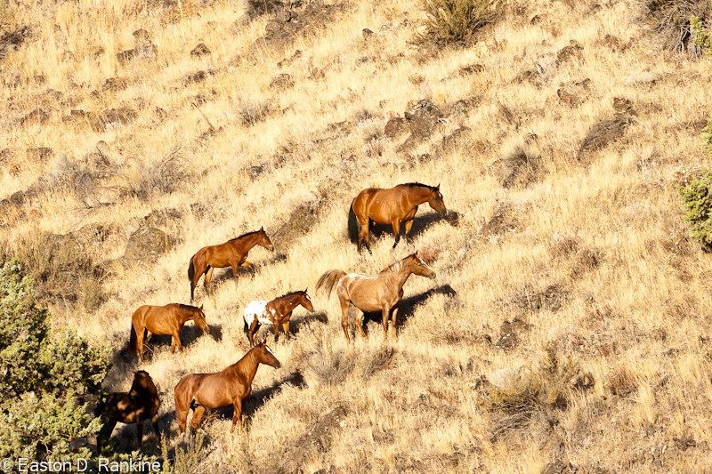 Herd - Warm Springs, Oregon