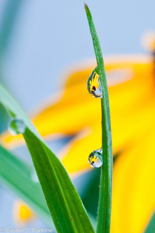 Dew Drops