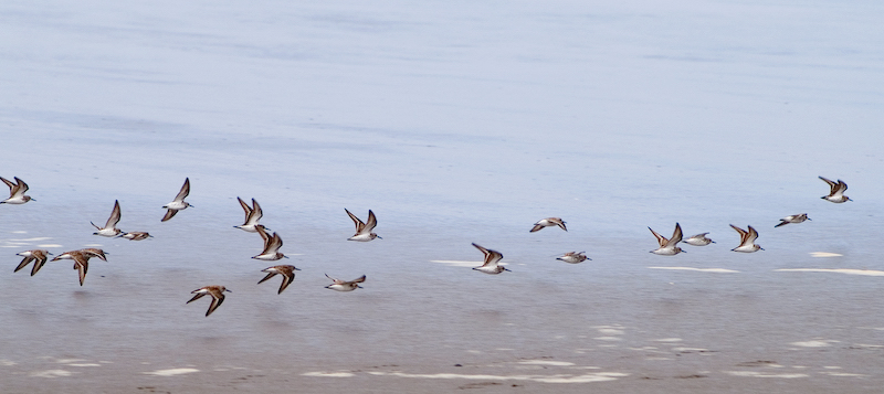 Sandpipers I