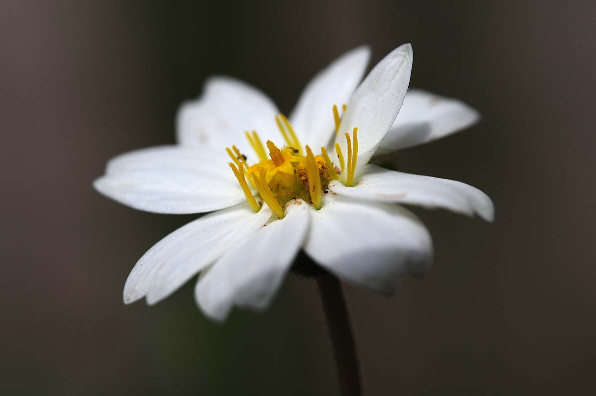 flower in a flower (blackfoot daisy)