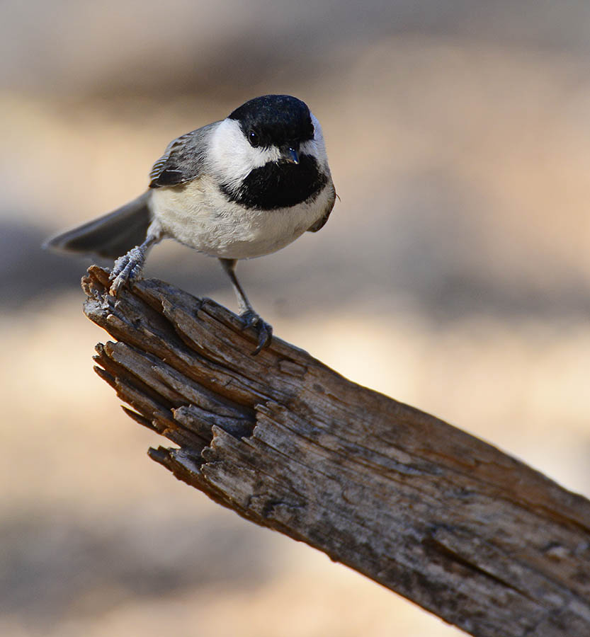 Carolina chickadee