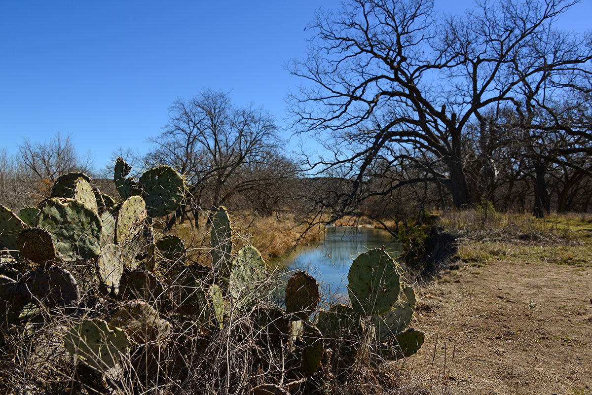 Cactus and river