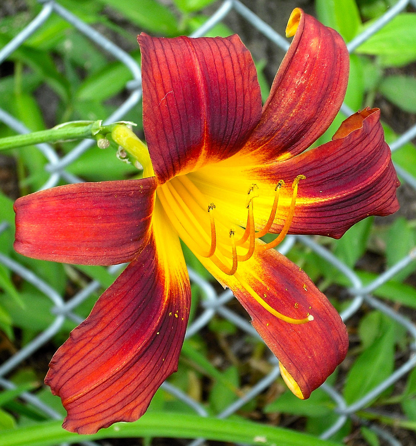 Dark Orange and Yellow Lilly