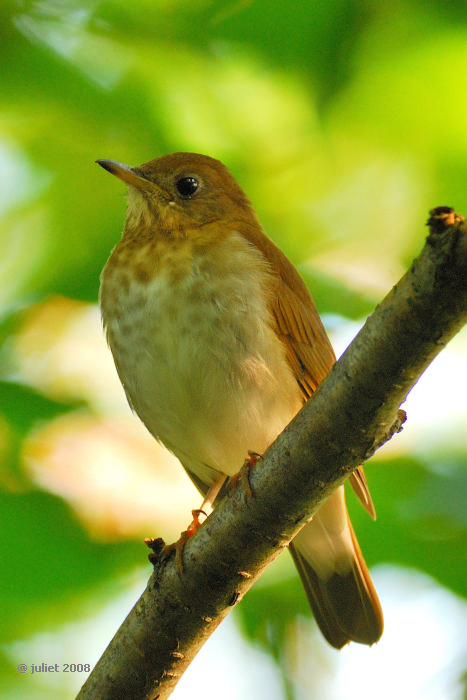Grive fauve(Veery)