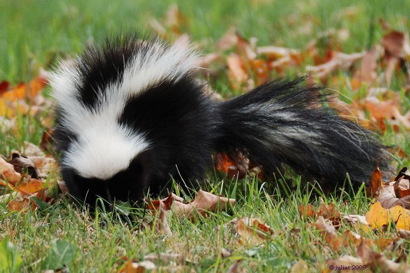 Moufette raye (Skunk)