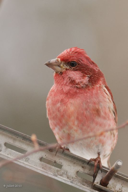 Roselin pourpr (Purple finch)