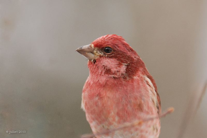 Roselin pourpr (Purple finch)