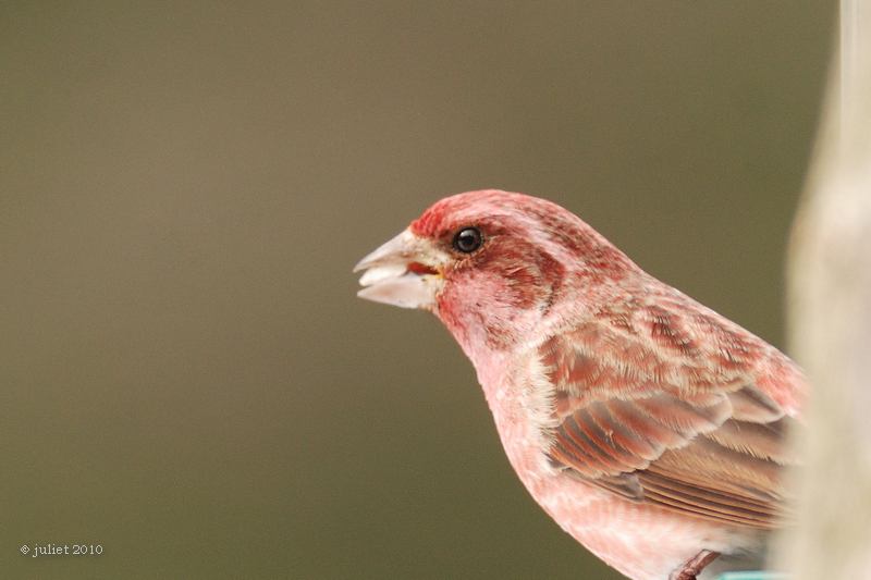 Roselin pourpr (Purple finch)