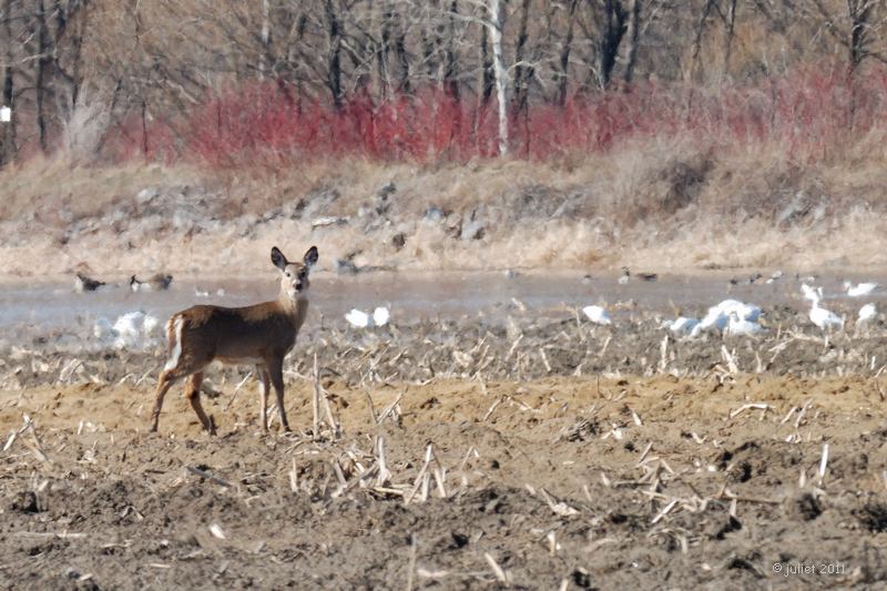 Cerf de Virginie (White-tailed deer)