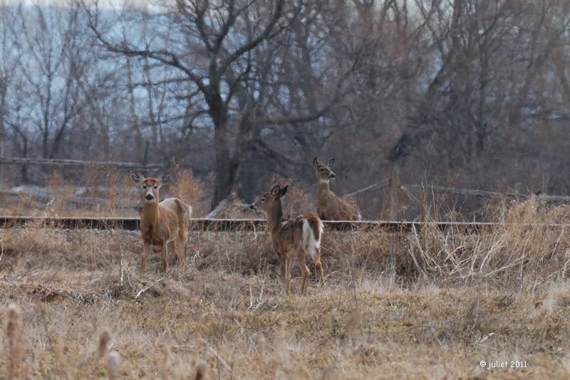 Cerfs de Virginie (White-tailed deer)