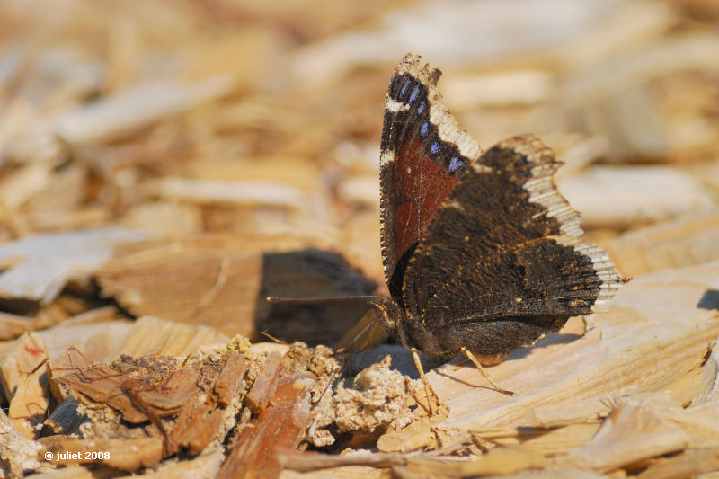 Morio (Mourning Cloak) - Nymphalis antiopa