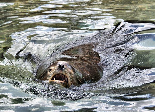 Sea Lion Roars!