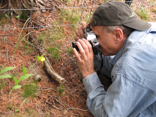 Photographing the lady at Bergen Swamp. The fence protects the C. candidum from deer  - and people! (Johanna Nelson)