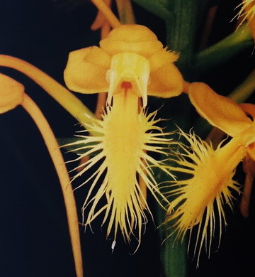  Platanthera ciliaris