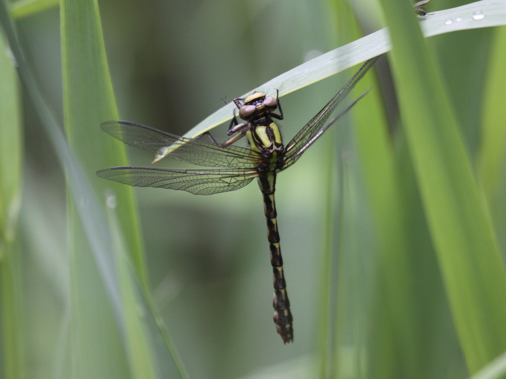 Boreal Snaketail