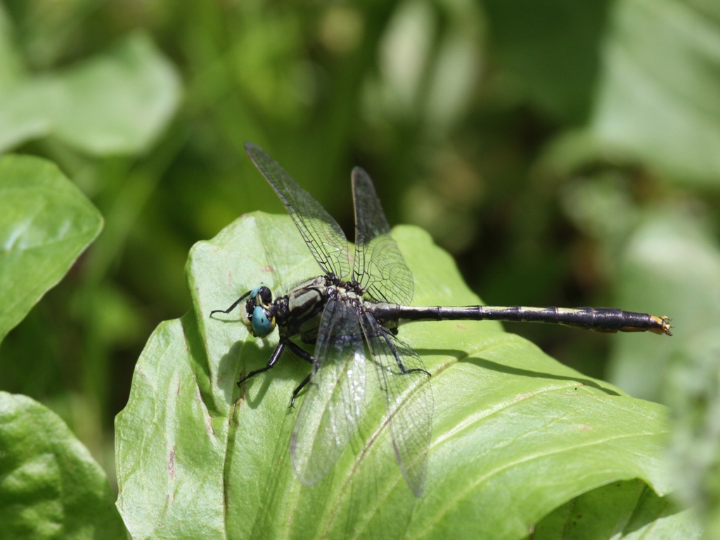 Lilypad Clubtail Dragonfly (Male)