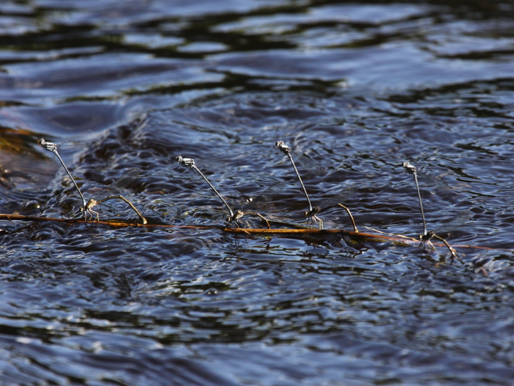 Powdered Dancer (Mating Pairs)