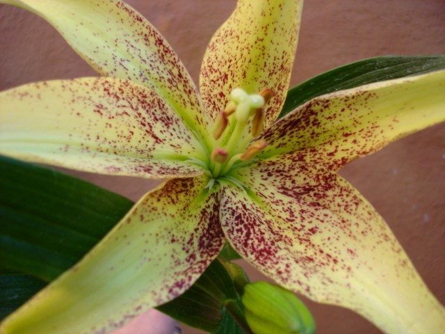 ASIATIC LILY