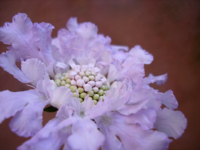 SCABIOSA