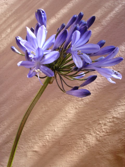 AGAPANTHUS