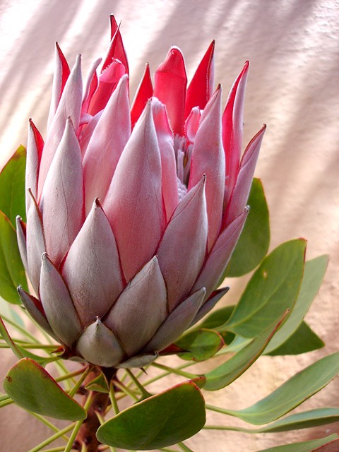 QUEEN PROTEA