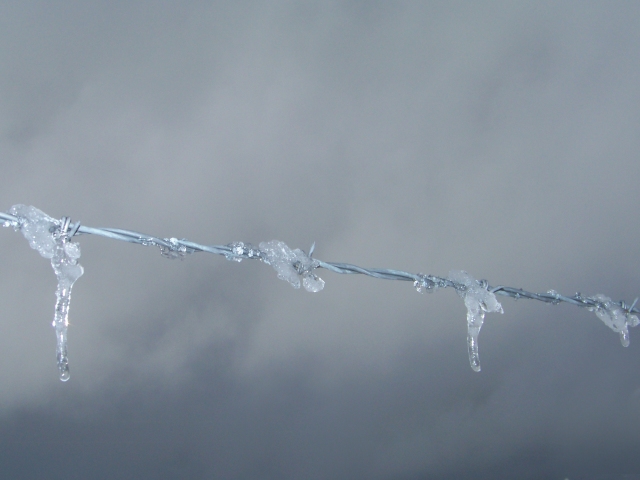 Ice on barbed wire