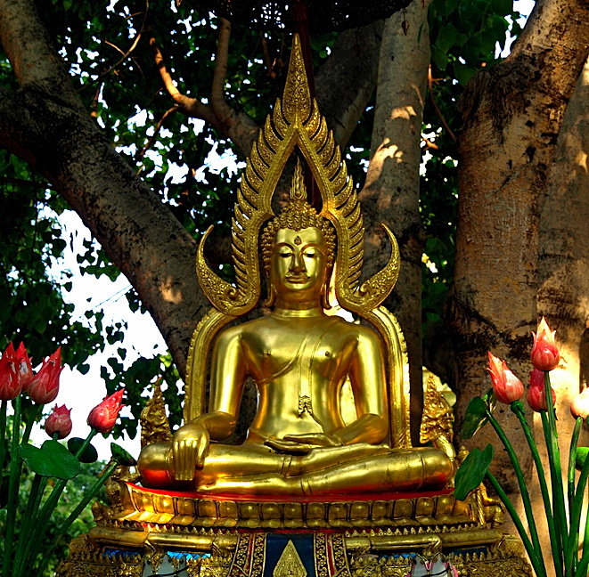 Buddha image under a tree