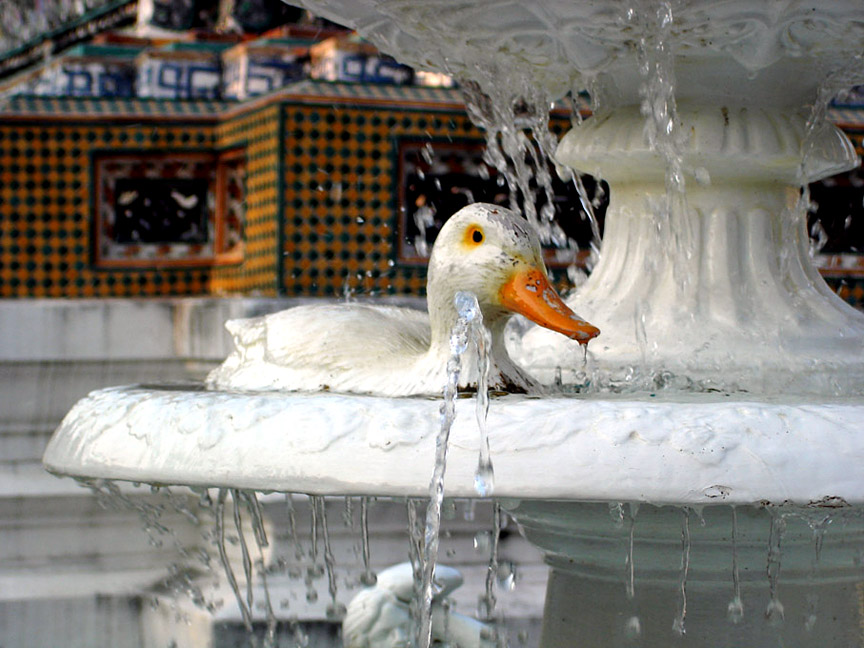 Plaster duck in a fountain