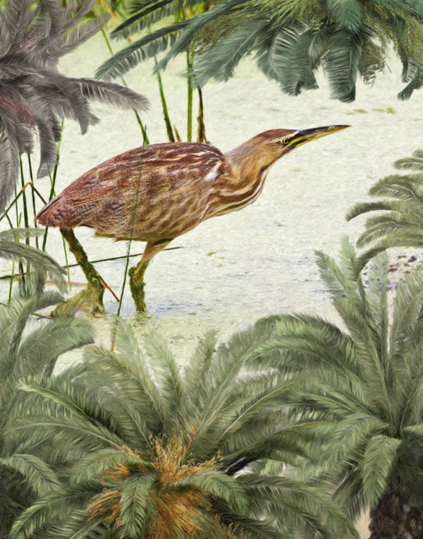 American Bittern