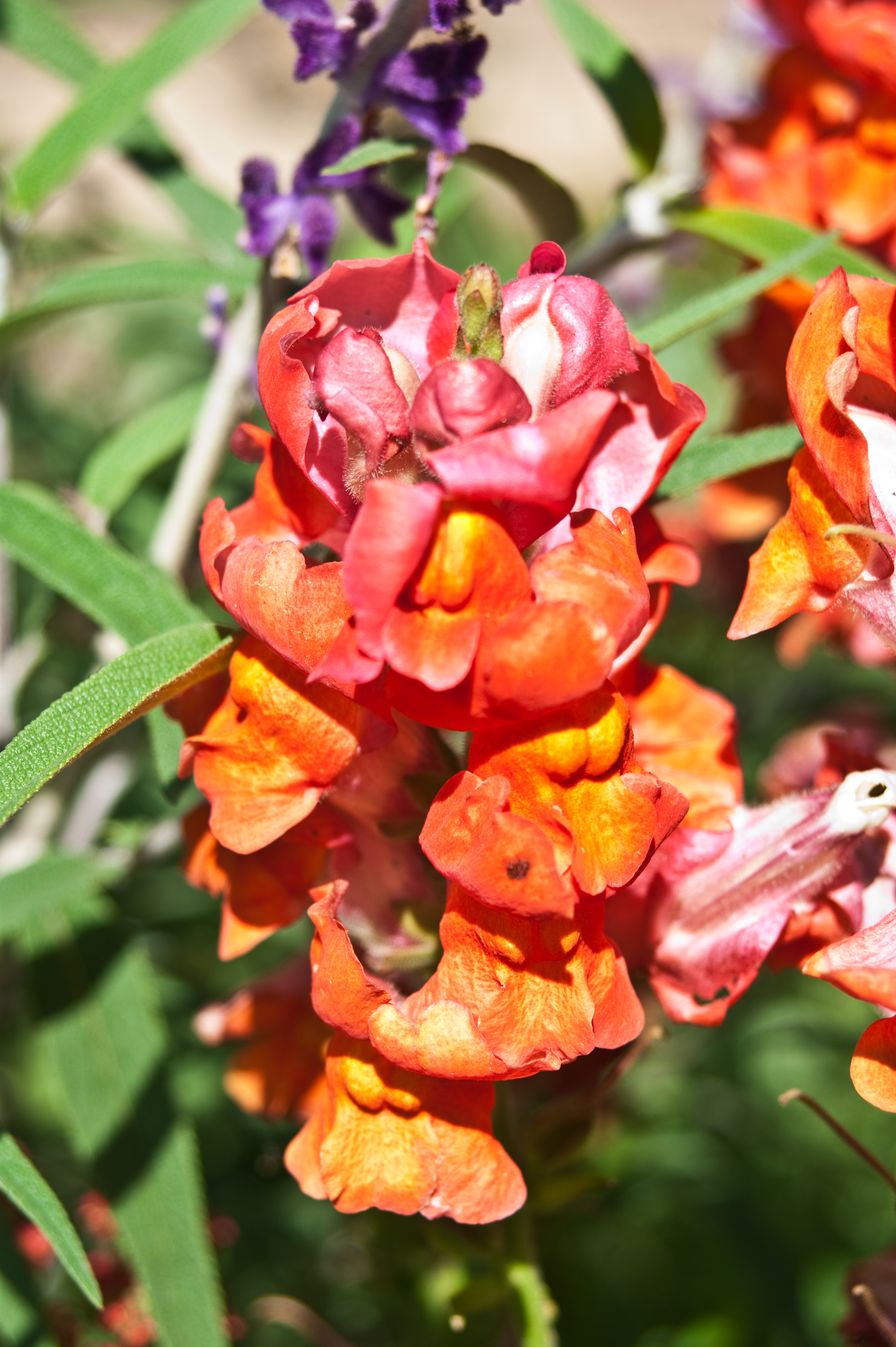 Descanso Gardens, La Canada, CA