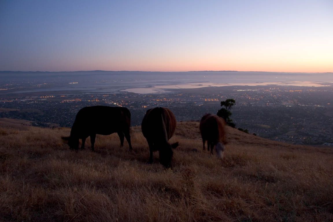 Grazing at Dusk